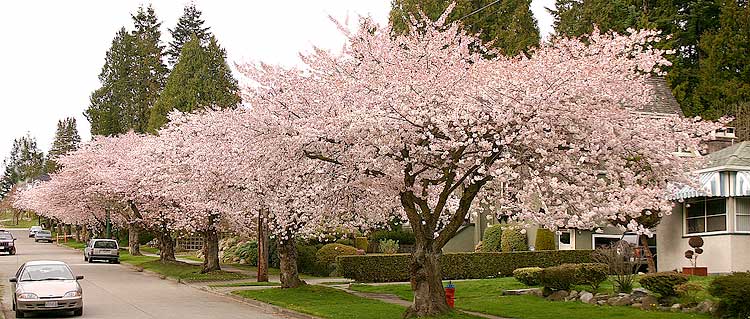 Japanese Cherry Trees of Vancouver