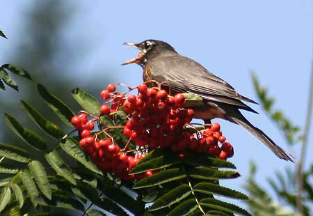 Wild Birds on The Wild Bird Trust Of Bc