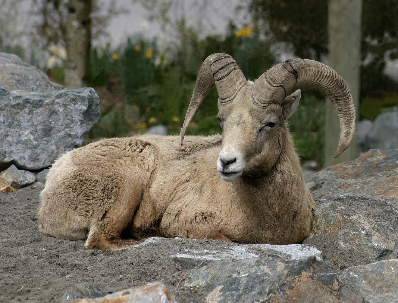 bighornsheep_0093.jpg