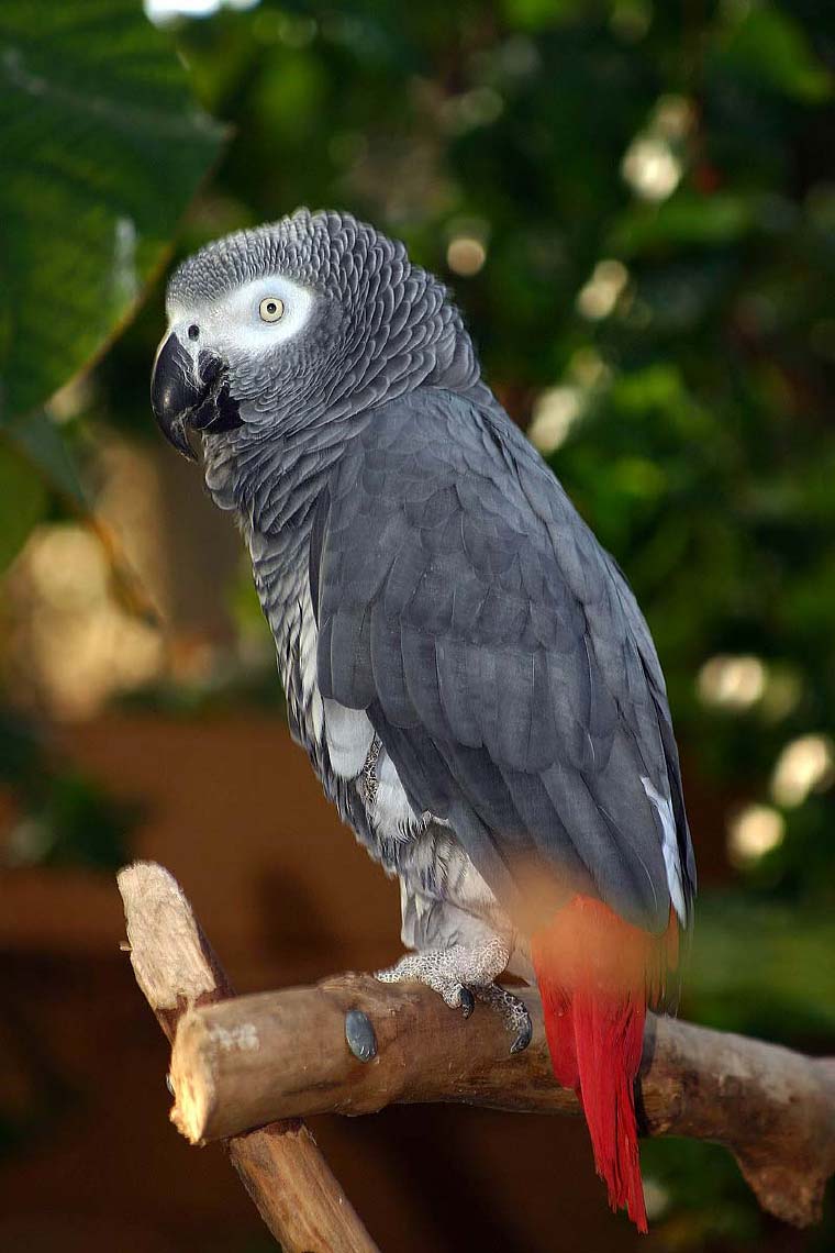 bloedel02.jpg