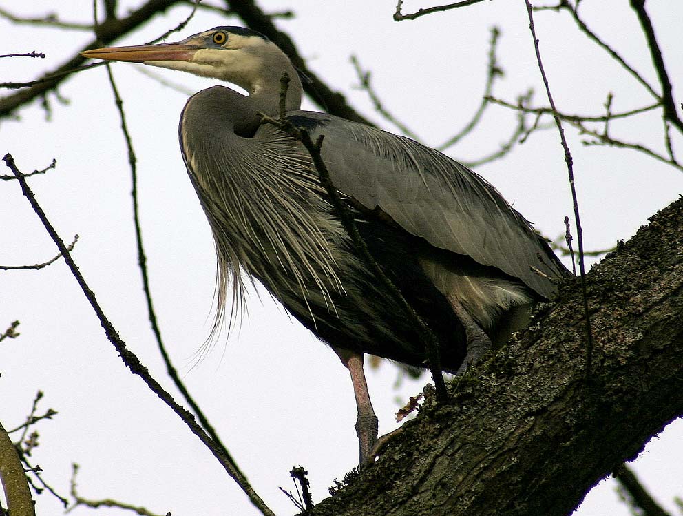 blueheron_9764.jpg