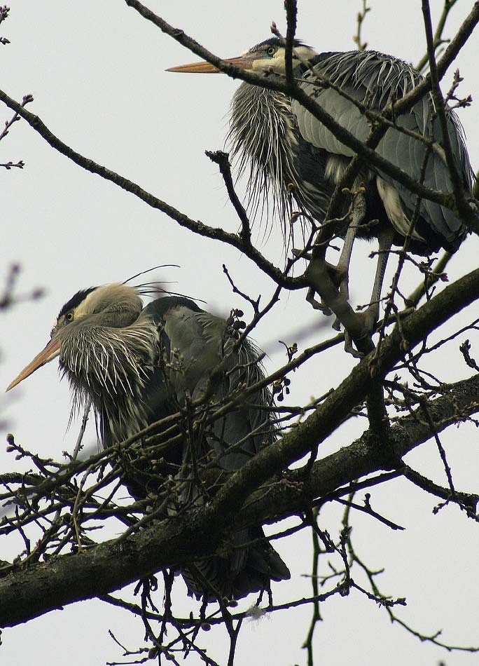 blueherons_9745.jpg