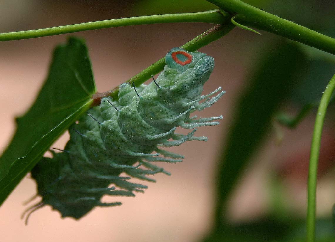caterpillar_1295.jpg