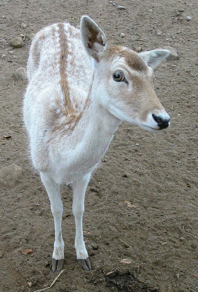 deer_6172.jpg