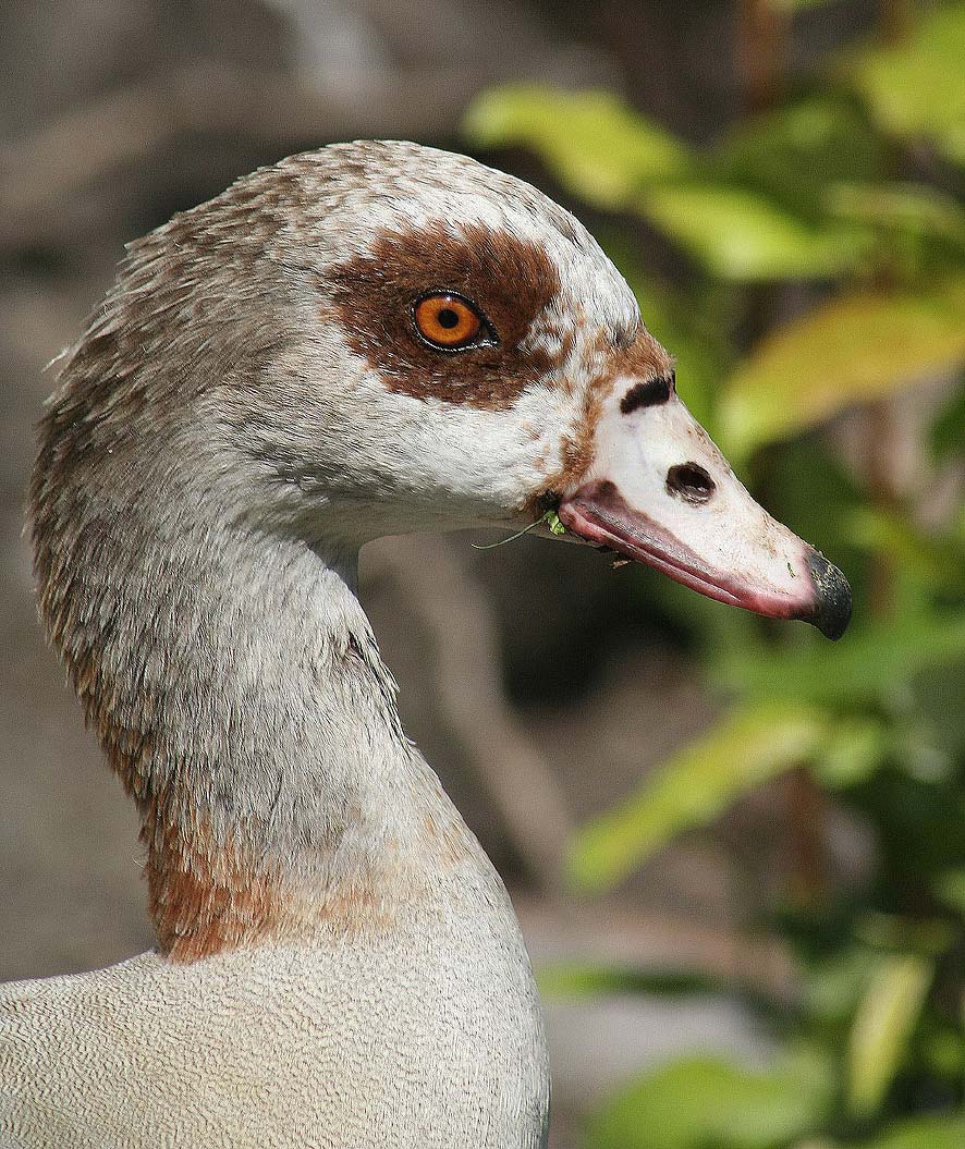 egyptiangoose_2226.jpg