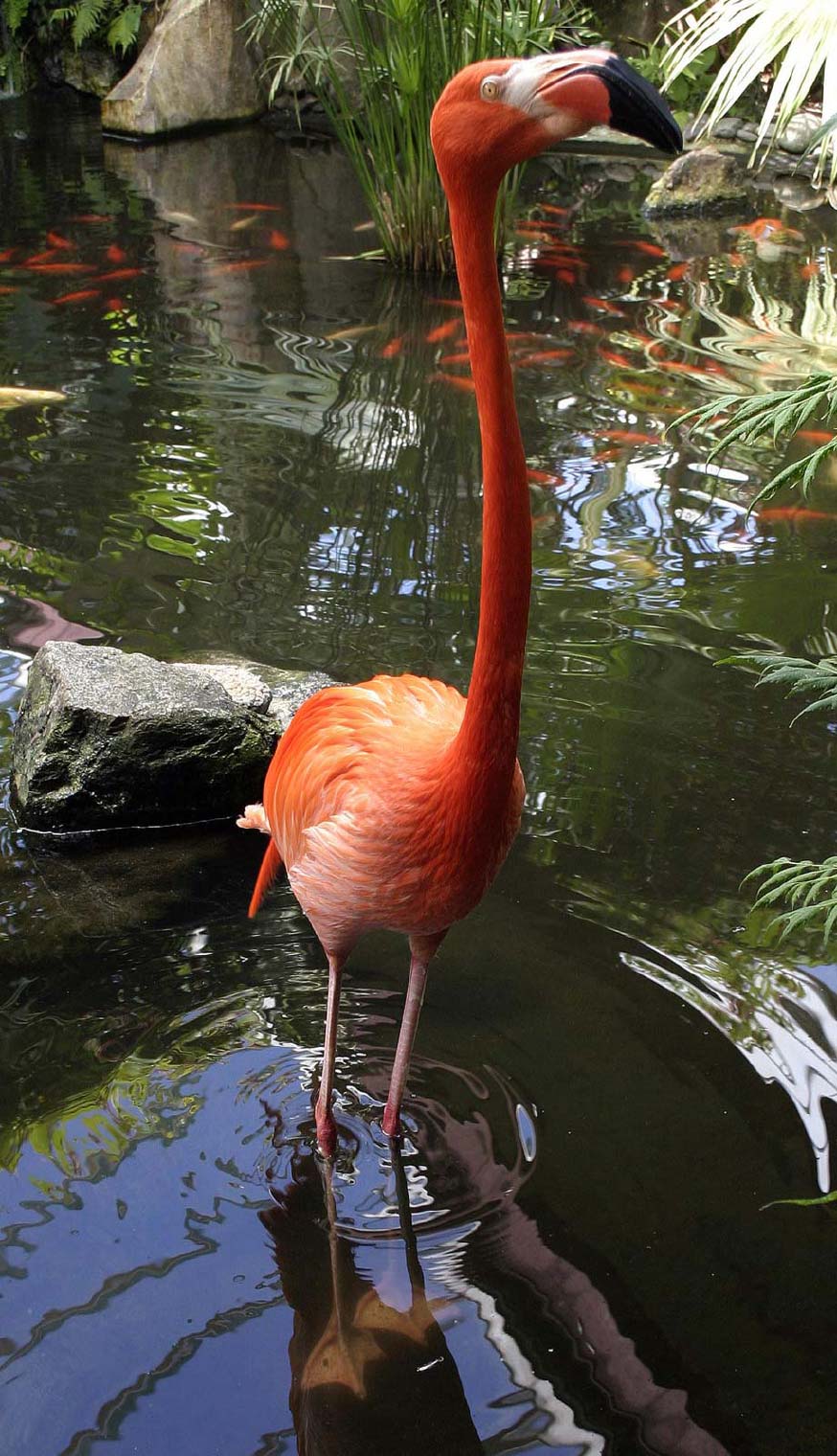 flamingo_1285.jpg