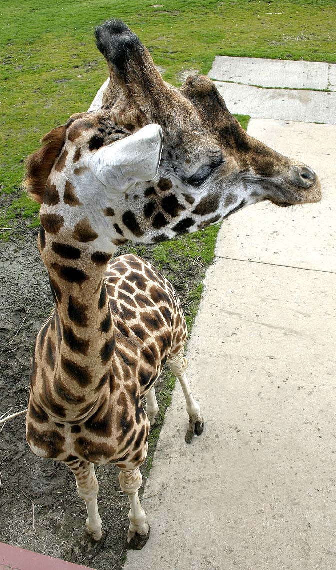 giraffe_0247.jpg