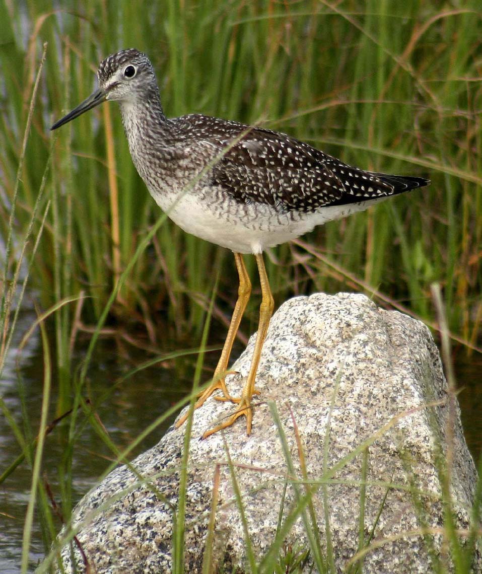 greateryellowlegs_4525.jpg