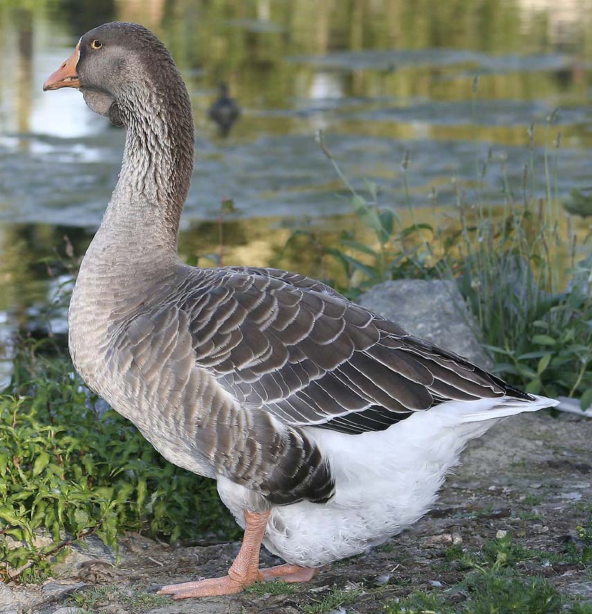 greylag_3404.jpg