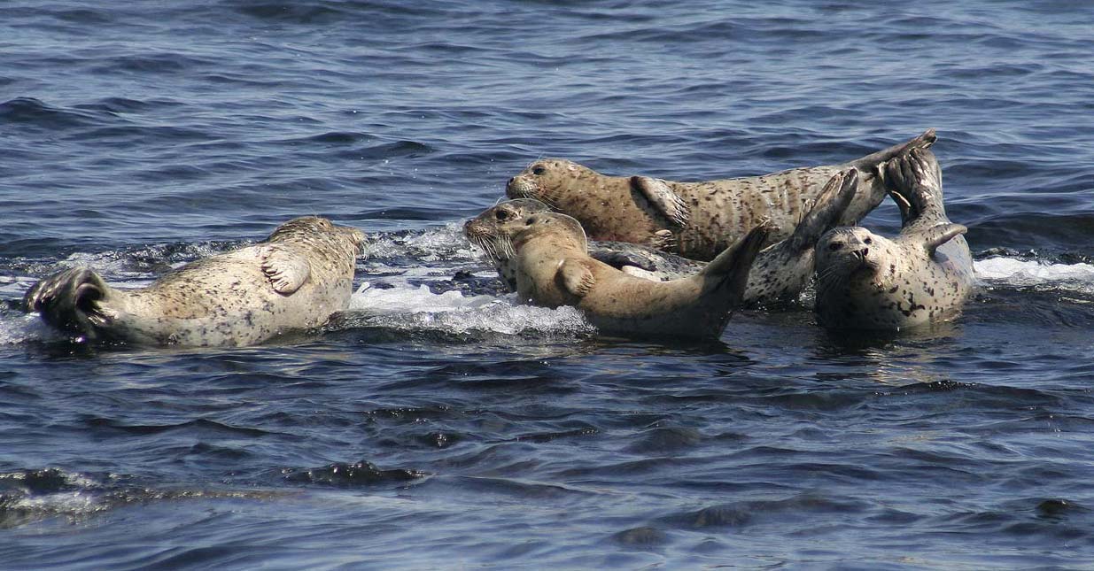 harbourseals_3231.jpg