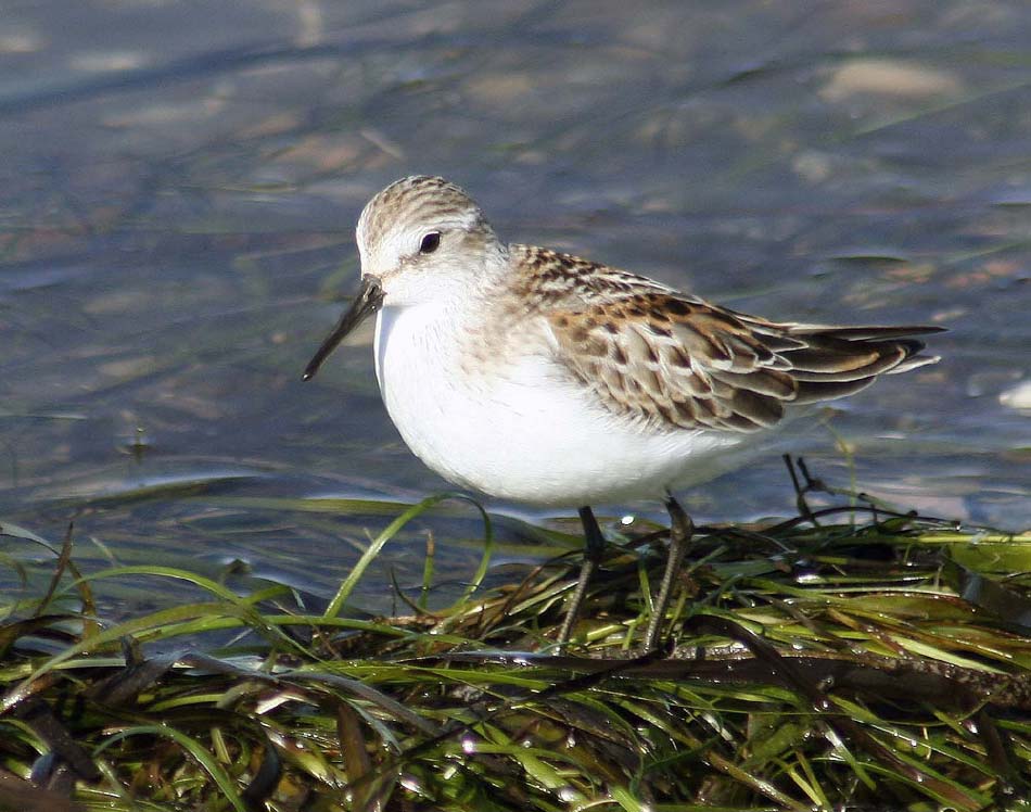 leastsandpiper_5683.jpg