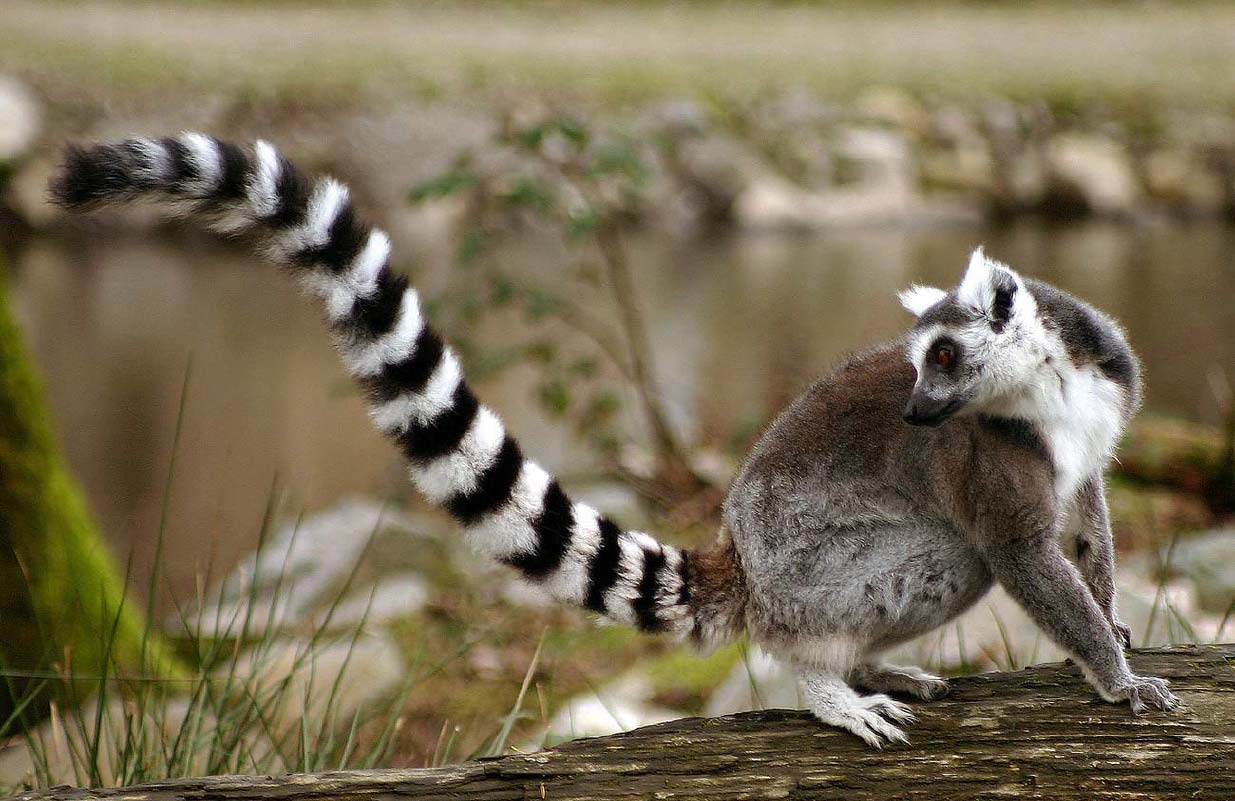 lemur_0682.jpg