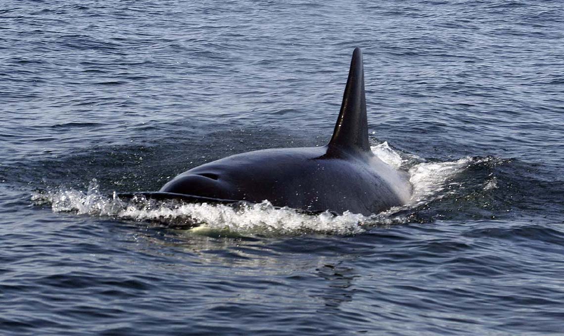 orca_3035.jpg