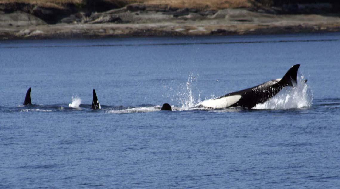 orca_3095.jpg