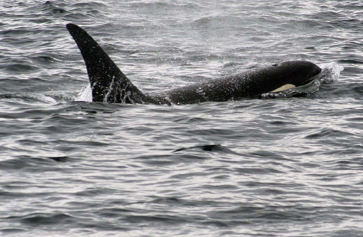 orca_5015.jpg