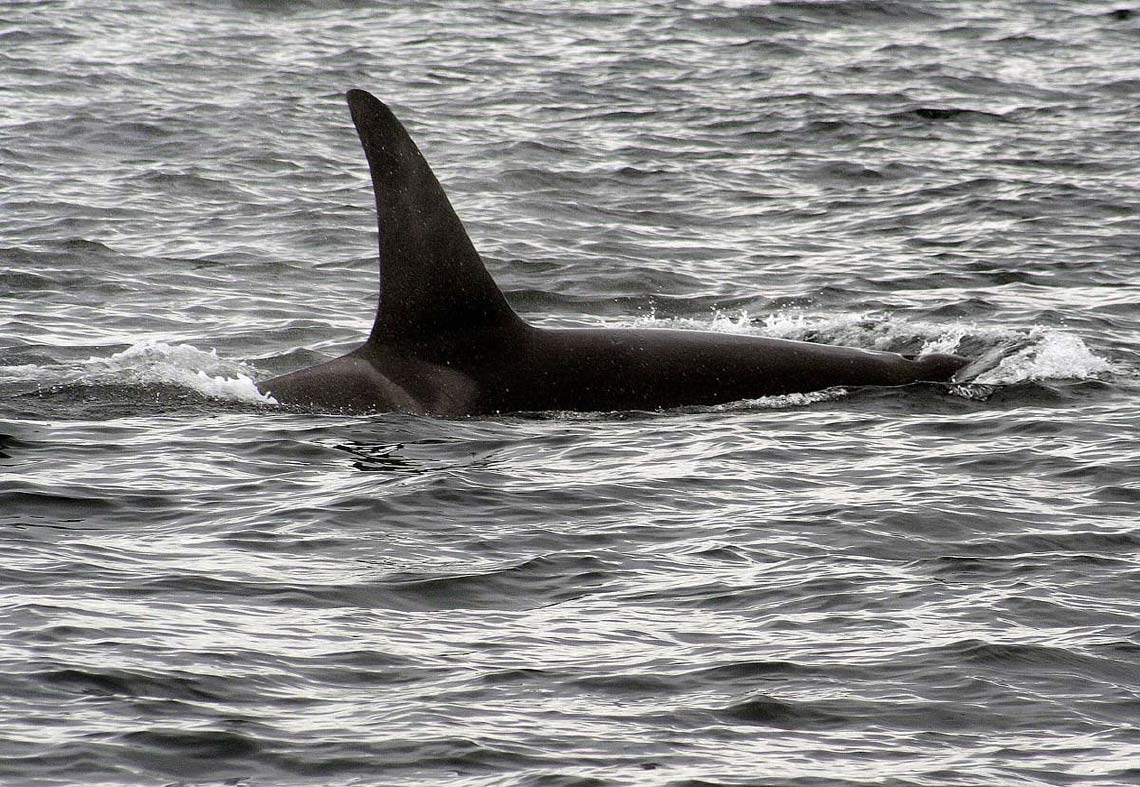 orca_5017.jpg