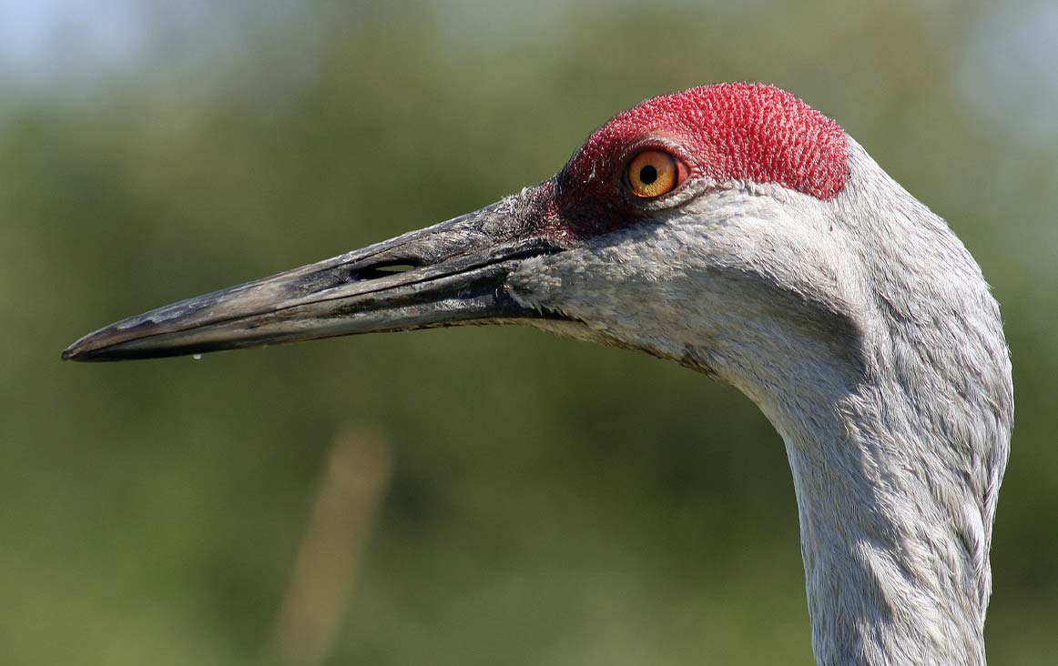 sandhillcrane_3498.jpg