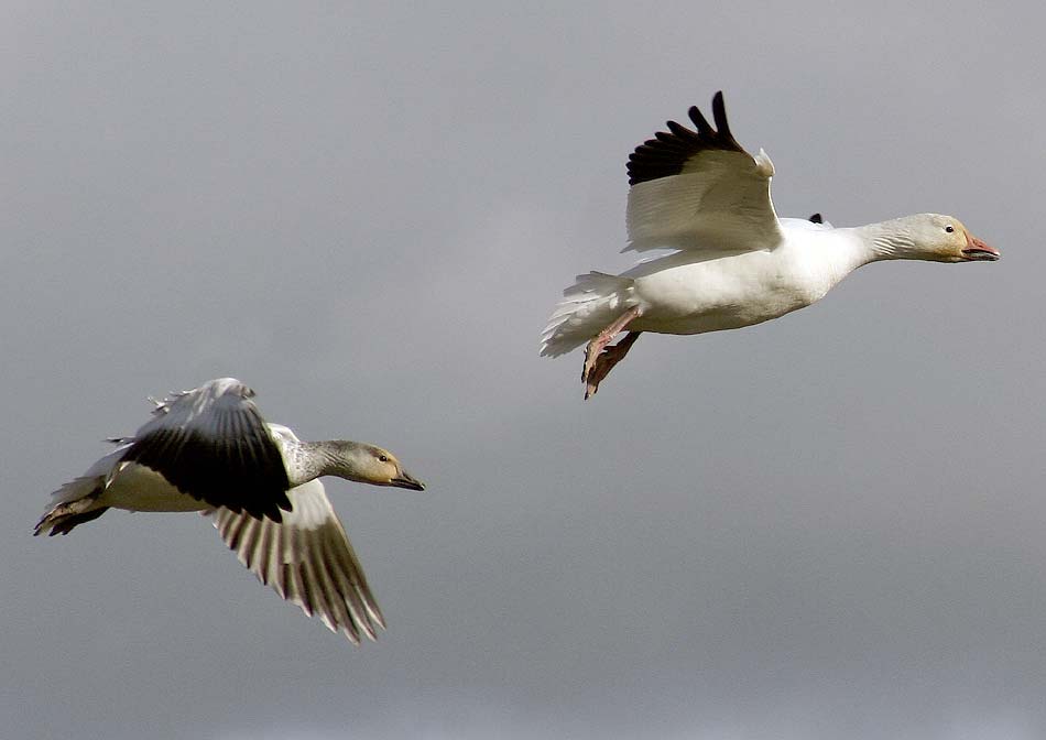 snowgeese_6088.jpg