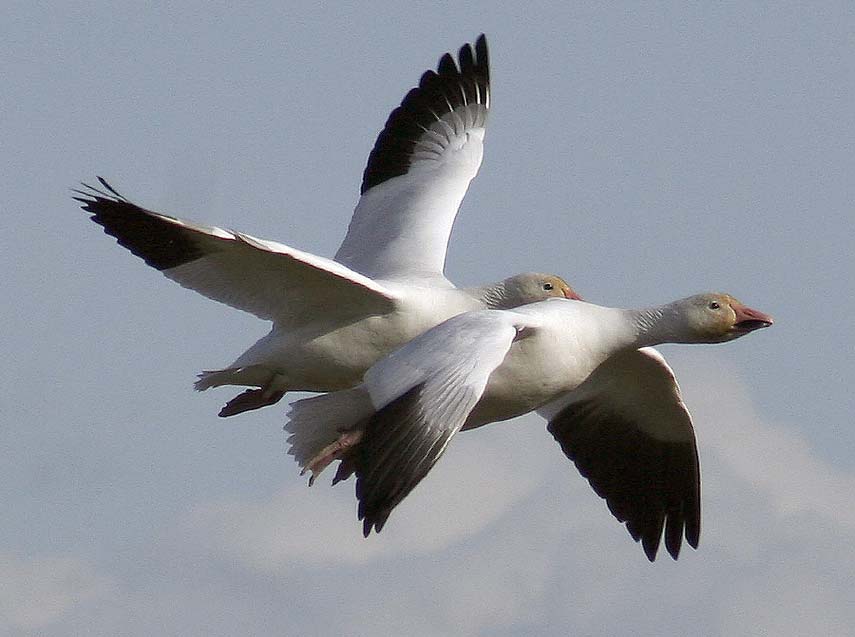 snowgeese_6101.jpg