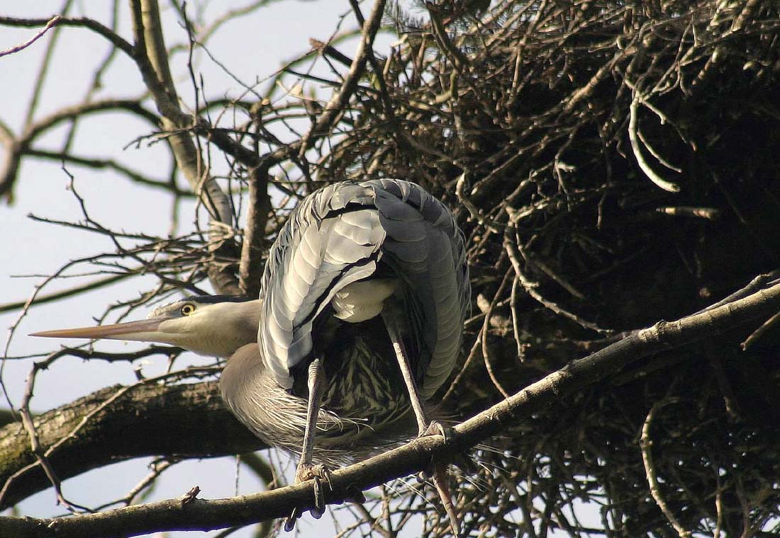 stanleyherons01.jpg