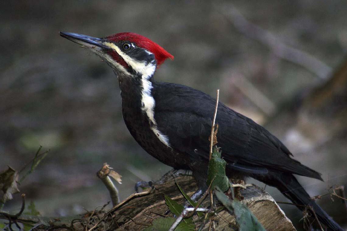 woodpecker_5775.jpg