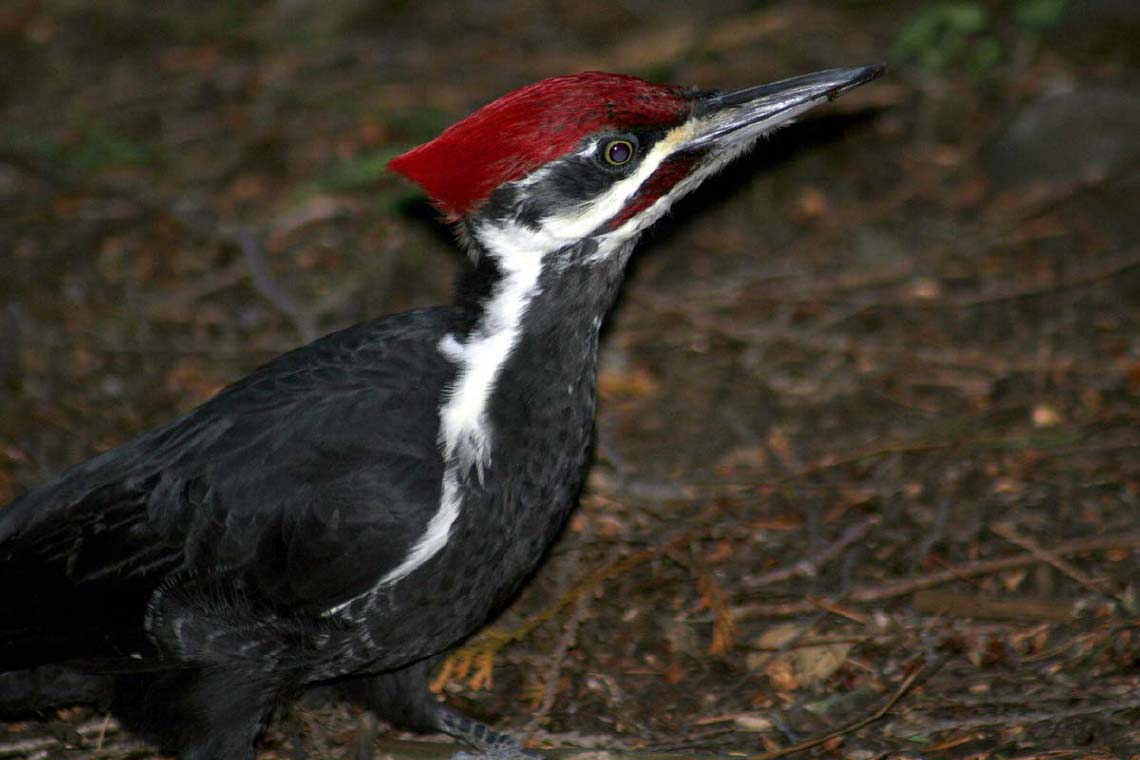 woodpecker_5803.jpg