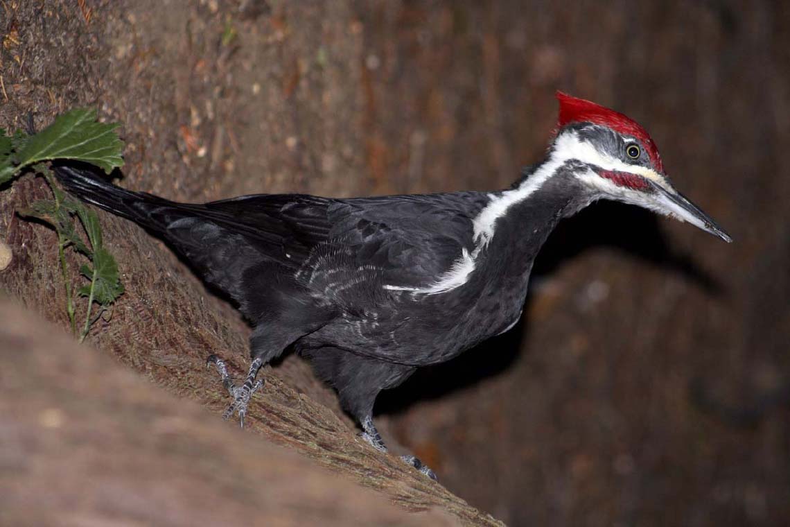 woodpecker_5839.jpg