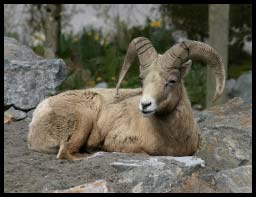 BighornSheep_0093.jpg