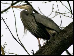 BlueHeron_9764.jpg