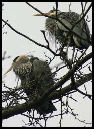 BlueHerons_9745.jpg