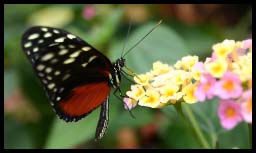 Butterfly_1292.jpg