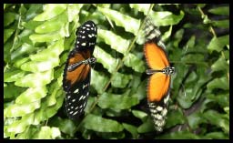 Butterfly_1337.jpg