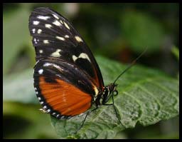 Butterfly_1338.jpg