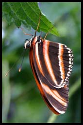 Butterfly_1343.jpg