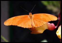 Butterfly_1353.jpg