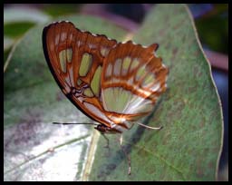 Butterfly_1355.jpg