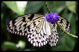 Butterfly_1359.jpg
