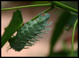 Caterpillar_1295.jpg