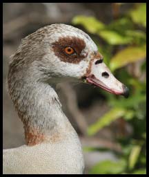 EgyptianGoose_2226.jpg