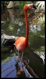 Flamingo_1285.jpg