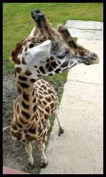 Giraffe_0247.jpg