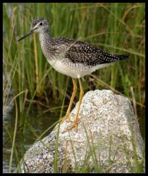 GreaterYellowlegs_4525.jpg