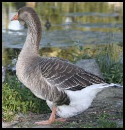 Greylag_3404.jpg