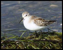 LeastSandpiper_5683.jpg