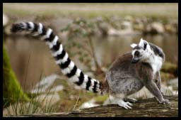 LEMUR_0682.jpg