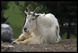 MountainGoat_0089.jpg