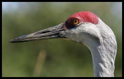 SandhillCrane_3498.jpg