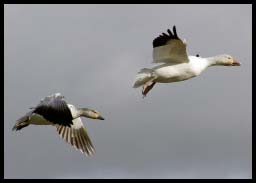 Snowgeese_6088.jpg