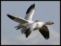 Snowgeese_6101.jpg