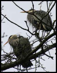 StanleyHerons04.jpg